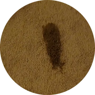 Carpet Cleaning Stain Removal