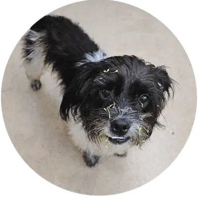 Pet Odor and Stain Cleaning