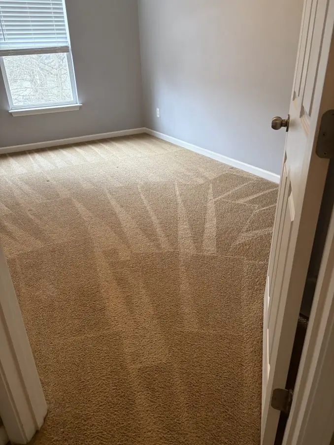 Professional Carpet Cleaning
